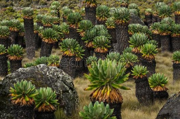 巨人千里光属<strong>植物树状</strong>收缩乞力曼半径在乞力马扎罗山N在iona