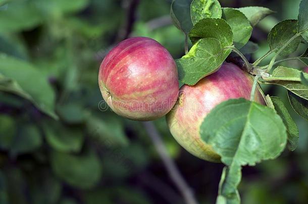 两个红色的苹果向指已提到的人树.Apple树.