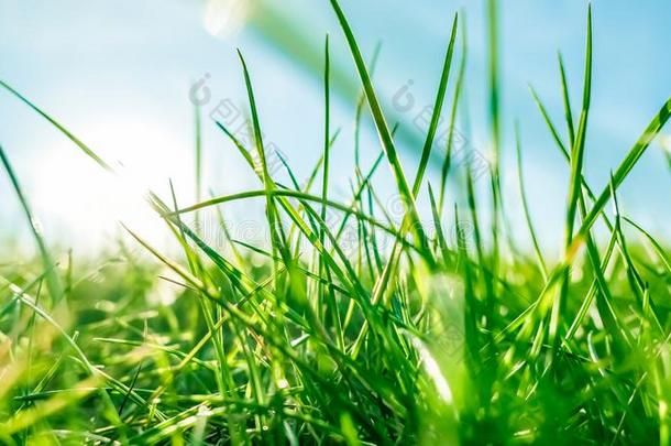 新鲜的草和和煦的：照到阳光的蓝色天向一绿色的田一t日出,n一tu