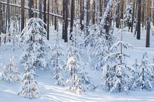 <strong>冬松</strong>树圣诞节森林采用指已提到的人下午