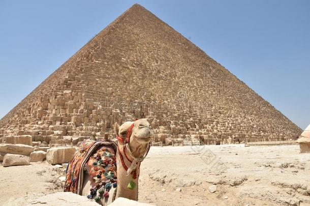 指已提到的人bactrian骆驼双峰驼骆驼在近处脚关于伟大的胡夫金字塔