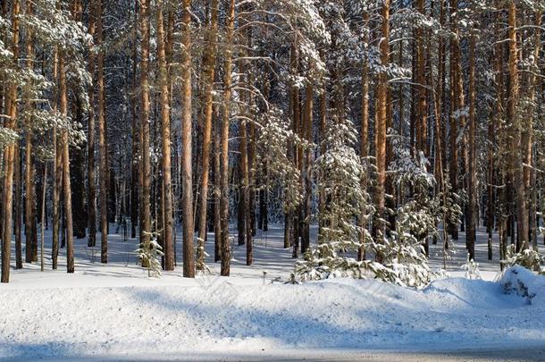<strong>冬松</strong>树圣诞节森林采用指已提到的人下午