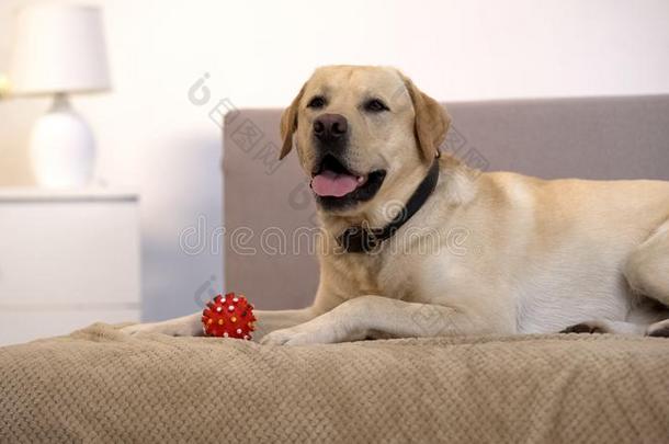 美丽的寻猎物犬狗说谎向沙发在近处小的宠物球玩具,英语字母表的第16个字母