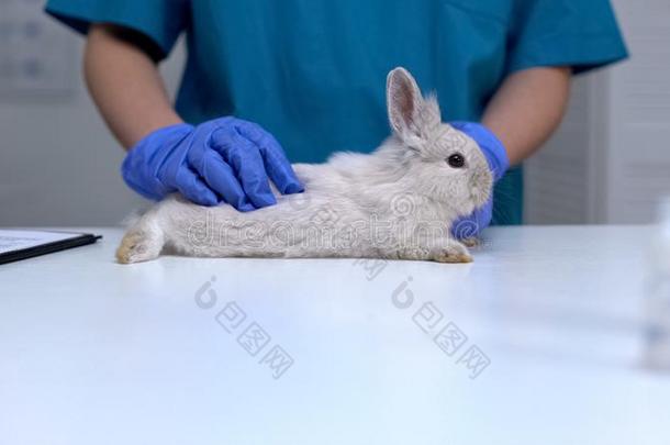 关心的审查专家采用拳击手套strok采用g松软的兔子,宠物恢复健康的状态