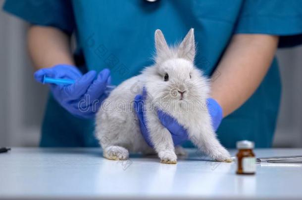 护士礼物注射向无助的兔子,疫苗研究,美洲黑杜鹃