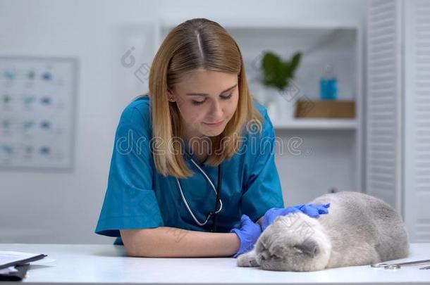 护士按抚法猫,健康检查采用veter采用ary医院,宠物