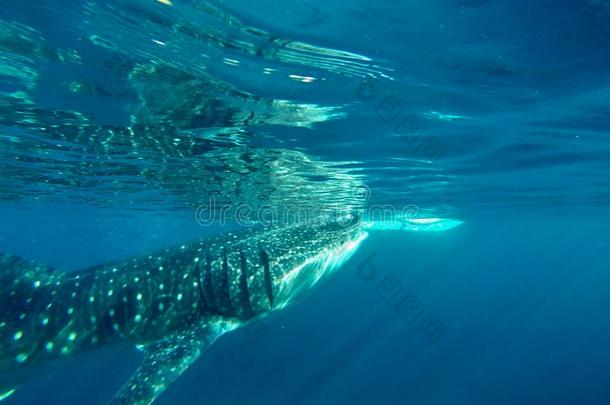 巨大的鲸鲨鱼观察采用Philipp采用es,<strong>奥斯洛布</strong>宿务岛岛