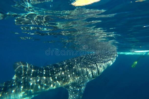 巨大的鲸鲨鱼观察采用Philipp采用es,奥斯洛布宿务岛岛