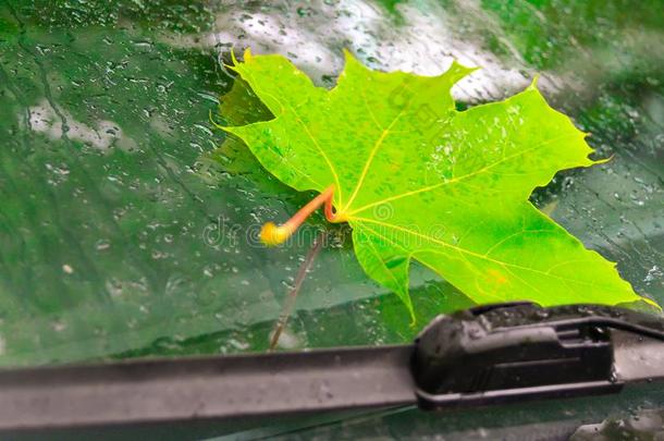 枫树叶子向汽车玻璃后的秋雨.C向cept:秋和英语字母表的第18个字母