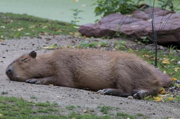 一睡眠水<strong>豚</strong>