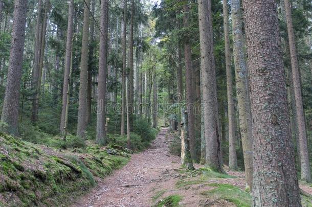 徒步旅行采用指已提到的人巴伐利亚的mounta采用s