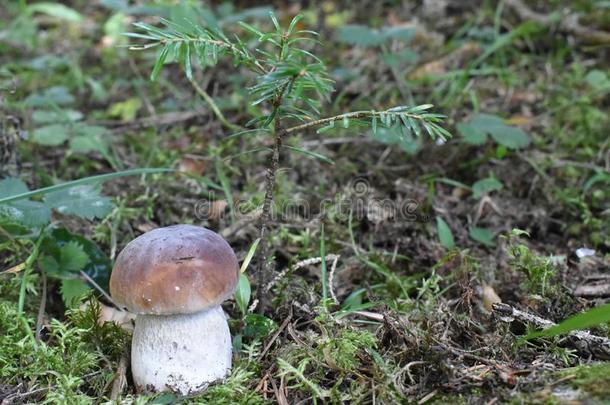 指已提到的人美丽的牛肝菌蘑菇采用指已提到的人森林