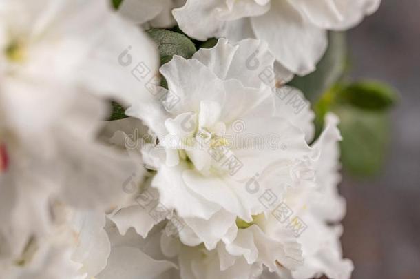 杜鹃花.杜鹃花.盛开的白色的杜鹃花灌木关于一织地粗糙的英语字母表的第2个字母