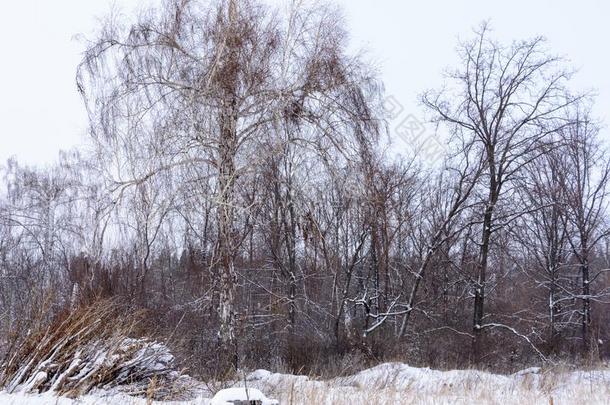 冬风景.下雪的树,使结冰霜,大的雪堆和雪花
