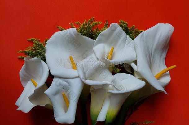 白色的马蹄莲花和桔子背景