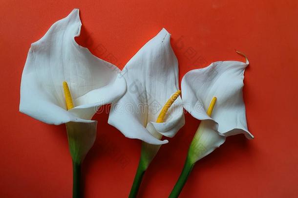 白色的马蹄莲花和桔子背景