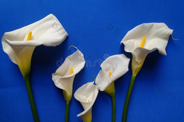白色的马蹄莲花和蓝色背景