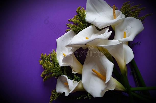 白色的马蹄莲花和紫色的背景