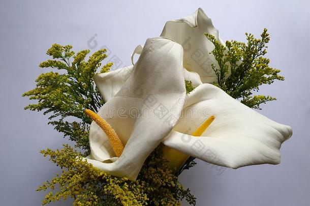 白色的<strong>马蹄莲</strong>花和白色的背景