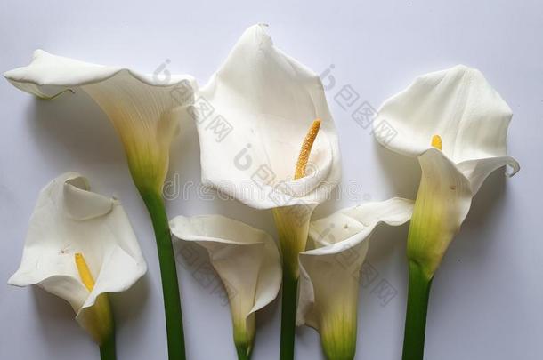 白色的马蹄莲花和白色的背景