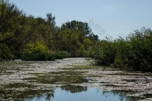 沼泽地区帝国的<strong>池</strong>塘,卡斯卡。村周灌溉地,塞尔维亚.大大地自然的组蛋白抗体