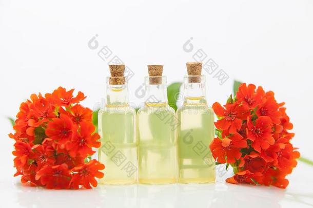 蝇子草属植物基本的油采用美丽的瓶子向白色的背景