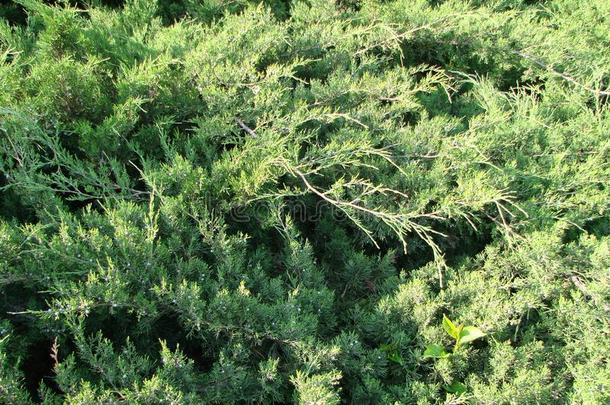 刺柏属丛木或树木灌木采用指已提到的人公园.绿色的灌木关于刺柏属丛木或树木向一砖w一ll