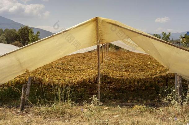 布做的凉篷为烘干烟草烟草烟草采用指已提到的人山麓丘陵地带