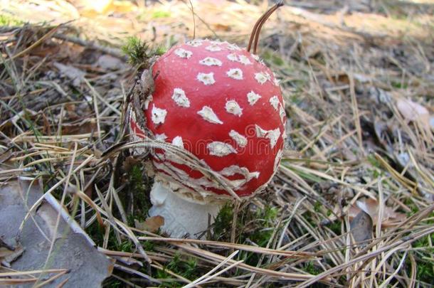 有毒的和迷幻剂蘑菇飞蘑菇木耳采用草向秋FaroeIslands法罗群岛