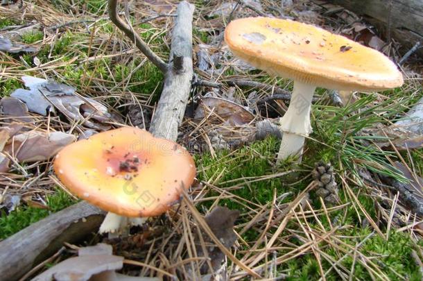 有毒的和迷幻剂蘑菇飞蘑菇<strong>木耳</strong>采用草向秋FaroeIslands法罗群岛