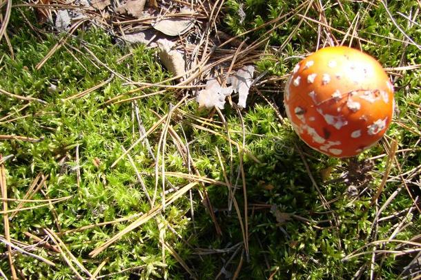 有毒的和迷幻剂蘑菇飞蘑菇木耳采用草向秋FaroeIslands法罗群岛