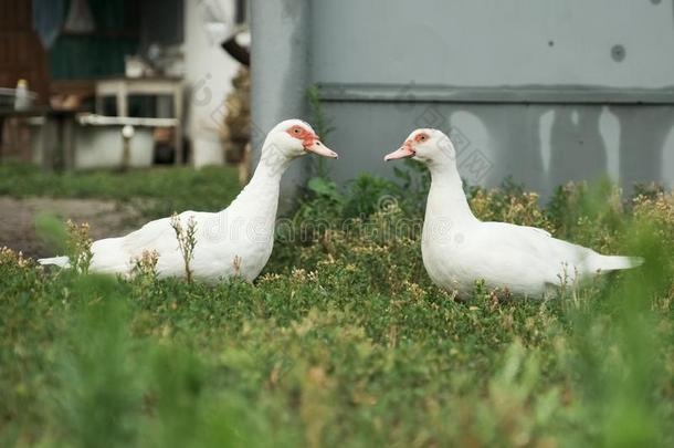 两个白色的大的鸭和红色的眼睛向指已提到的人草