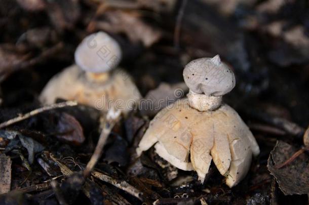 非典型的蘑菇-地星属果胶