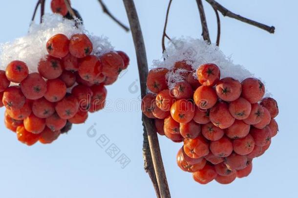 浆果关于桔子成熟的山灰向一下雪的br一nch