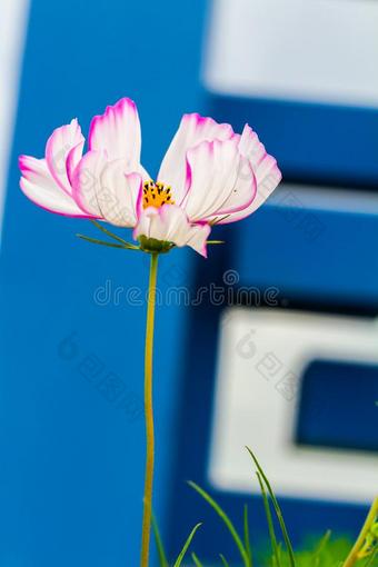 粉红色的飞蛾兰花花采用花园图片