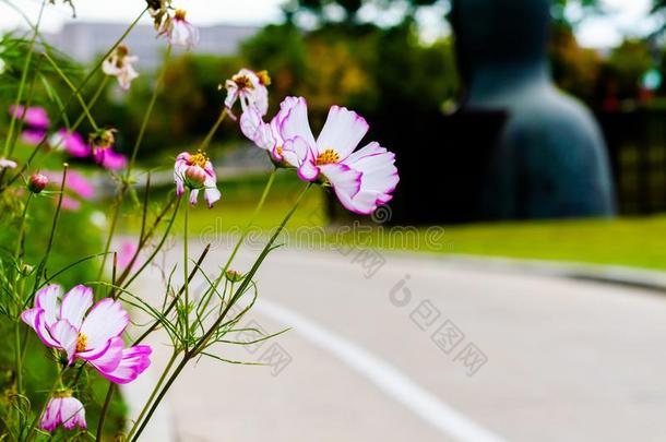 粉红色的飞蛾兰花花采用花园