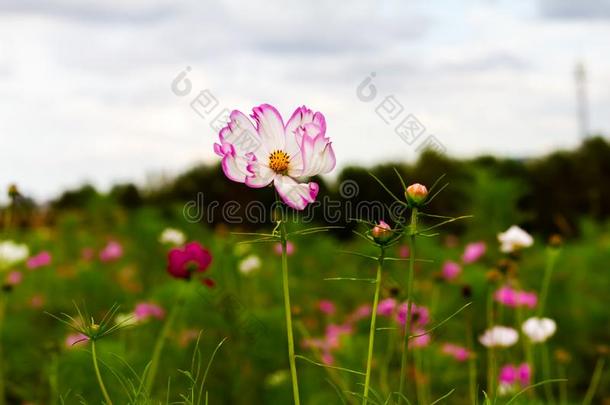 粉红色的飞蛾兰花花采用花园