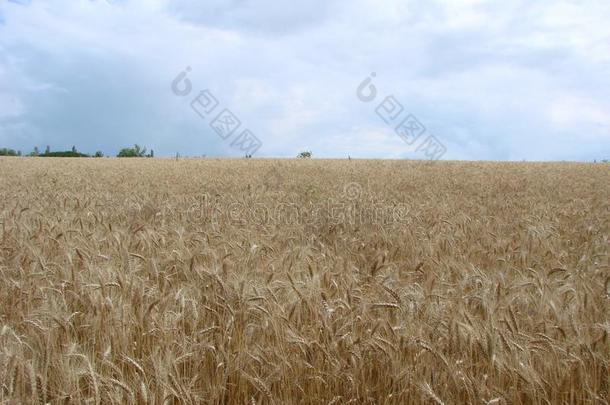 乡下的乡村路通过小麦田.黄色的大麦田