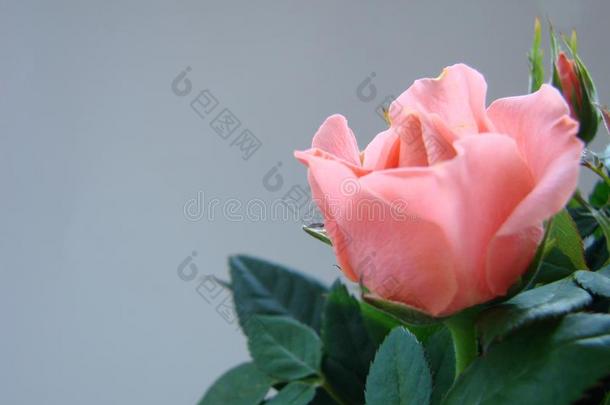 花的背景关于盛开的玫瑰,活的珊瑚颜色-颜色