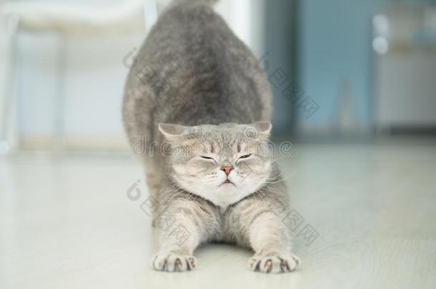 猫伸.瑜伽猫