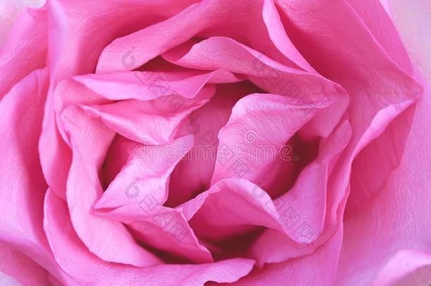 顶看法新鲜的甜的光粉红色的玫瑰花瓣花榜样花