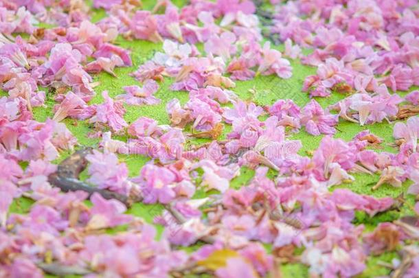 粉红色的潘蒂普或粉红色的花<strong>樱花落</strong>下向指已提到的人水.