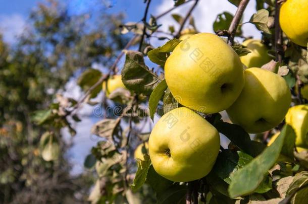 黄色的苹果向苹果树树叶