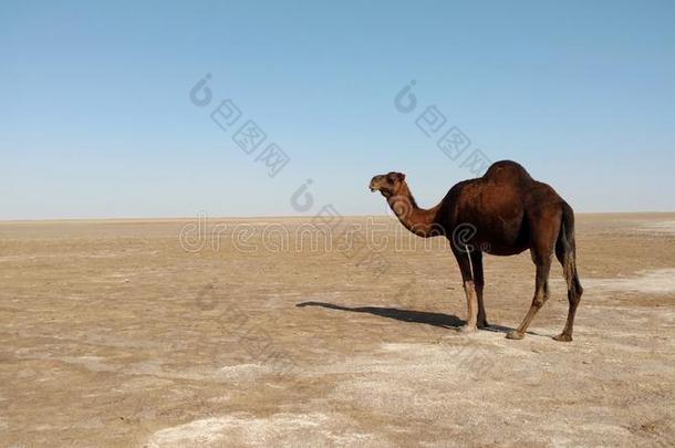 指已提到的人单一的峰单峰<strong>骆驼骆驼</strong>采用沙漠