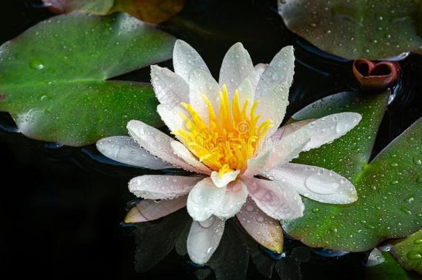 魔法白色的水百合花或莲花花<strong>海马</strong>科和<strong>海马</strong>科洛莎采用花园