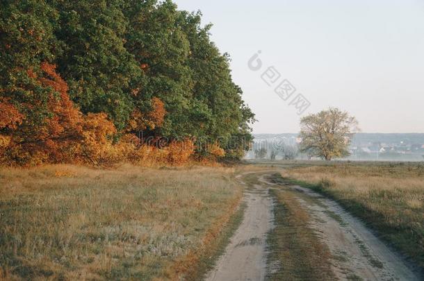 秋全景画关于指已提到的人路在近处指已提到的人黄色的森林