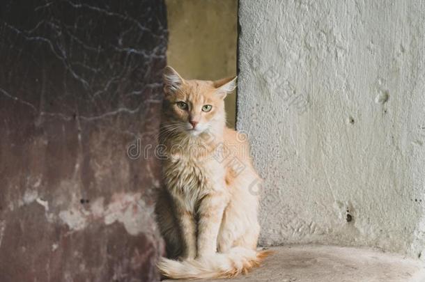 走失悲哀的姜猫向大街有样子的在照相机.关-在上面霍梅尔