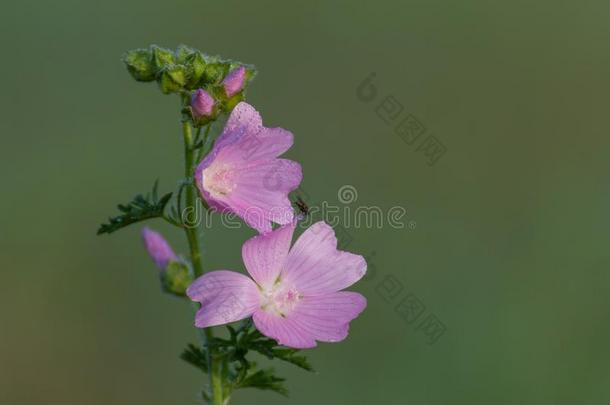 粉红色的花和变模糊背景.粉红色的花向绿色的后面