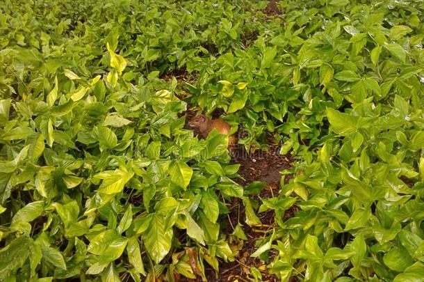 刺豚鼠和植物采用<strong>桑塔</strong>纳田,共和国正方形,俄亥俄康复研究所demand需要简