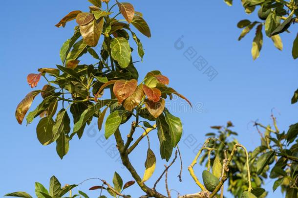 教养关于美味的hepaticarterystrictures肝动脉狭窄鳄梨<strong>树</strong>,有机的鳄梨<strong>芭蕉</strong>